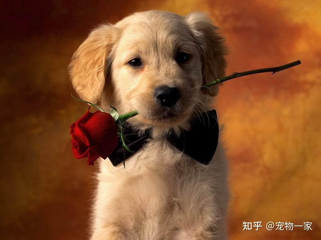 金毛犬优点缺点分析_金毛犬智商温顺忠诚_金毛吃南瓜有什么好处