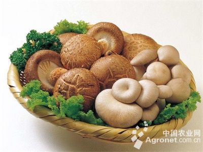 大白菜管理旗下新品牌盈利，广西生态农业及净菜加工有新进展