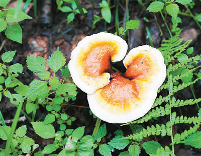 吉林敖东的灵芝孢子粉哪里有卖_吉林省道地药材质量标准_延边州林下灵芝种植标准化示范区