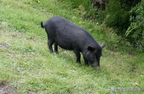 农村养殖创业_干什么赚钱?_养殖小龙虾赚钱