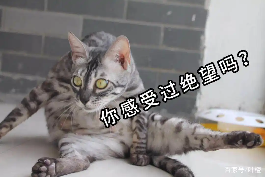 盐湖股份估值_盐湖股份连续两年净利润为负值变成ST盐湖_盐湖钾肥破产重组债权人亏惨了不同意方案