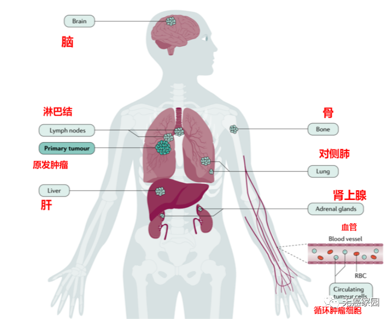 即将推出！斯鲁利木单抗有望成为国内首个治疗小细胞肺癌的“泛癌