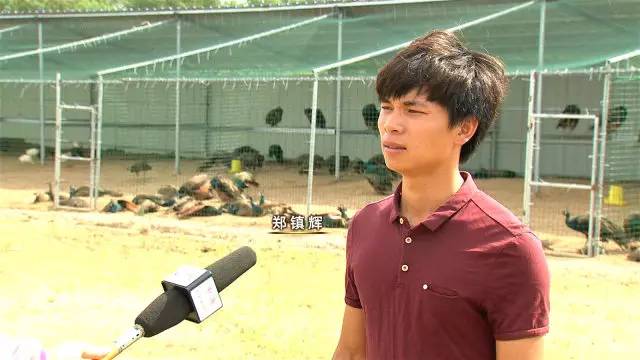 孔雀楼养猪故事_农村办什么厂能赚钱_害怕开始创业